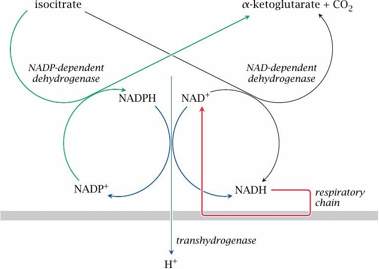 Schematic of the coupled activities of transhydrogenase and and
                    NAD-linked as well as NADP-linked isocitrate dehydrogenase, when energy demand
                    is high