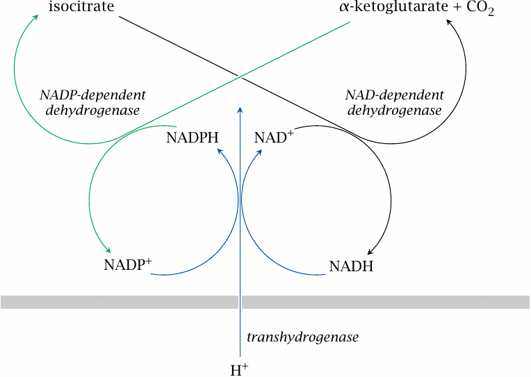Schematic of the coupled activities of transhydrogenase and and
                    NAD-linked as well as NADP-linked isocitrate dehydrogenase, when energy demand
                    is low
