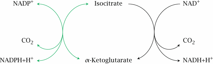 Schematic of the reactions catalyzed by the NAD- and the NADP-linked
                    isocitrate dehydrogenase enzymes