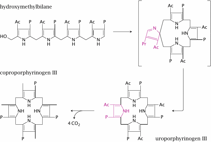 Synthesis of uro- and coproporphyrinogen III