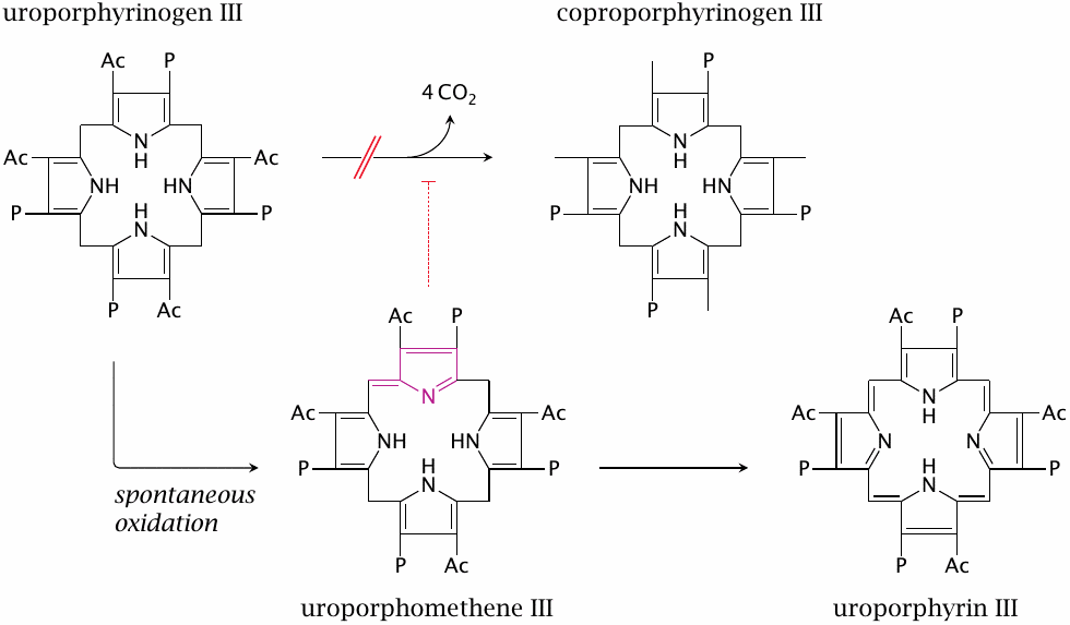 Porphyria cutanea tarda (PCT) is caused by uroporphyrinogen
                    decarboxylase deficiency