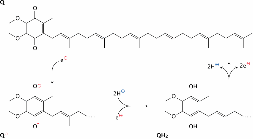 Redox reactions involving coenzyme Q