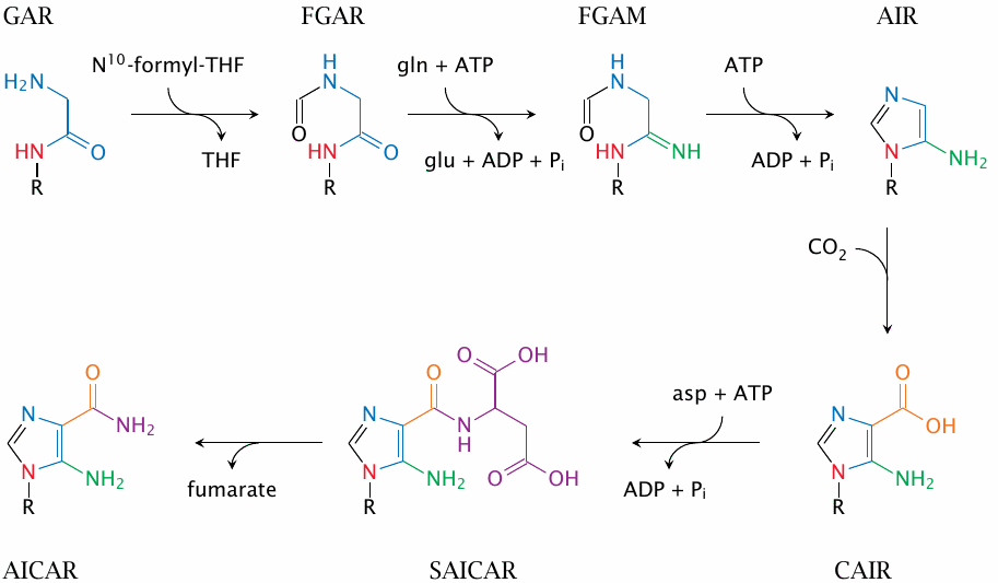 Biosynthesis of inosine monophosphate (2): from glycinamide ribotide
                    to AICAR