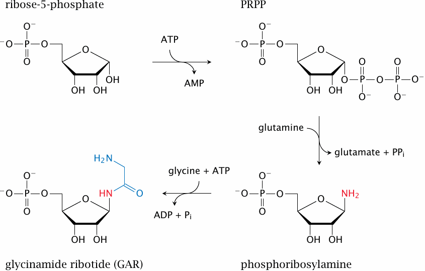 Biosynthesis of inosine monophosphate (1): from ribose-5-phosphate to
                    glycinamide ribotide