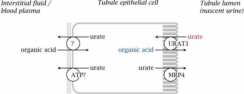 Renal urate elimination: tubular reuptake and secretion