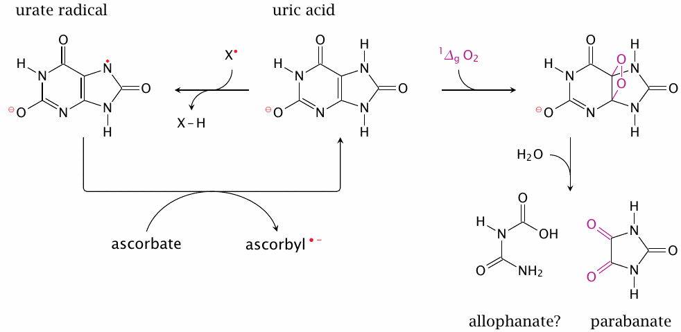 Uric acid as a radical scavenger and antioxidant