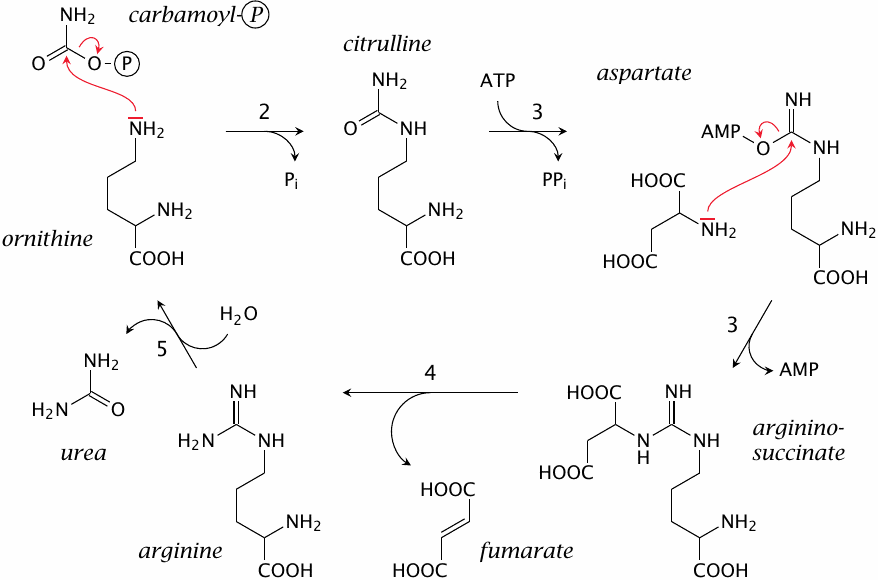 Reactions in the urea cycle, downstream of carbamoylphosphate
