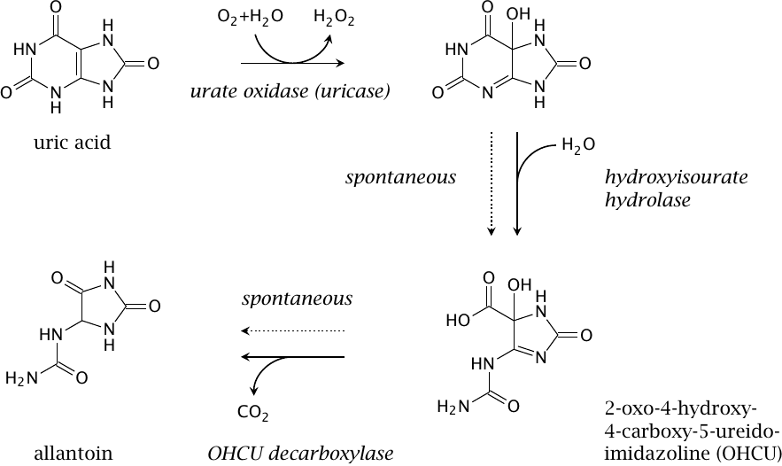 Non-primates break down uric acid to allantoin