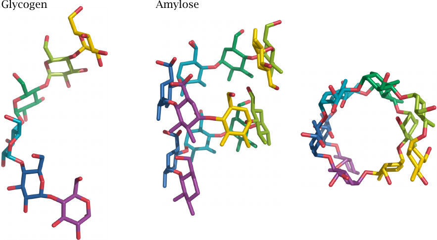X-ray structure of oligoglucose in glycogen-like and amylose-like
                    configurations