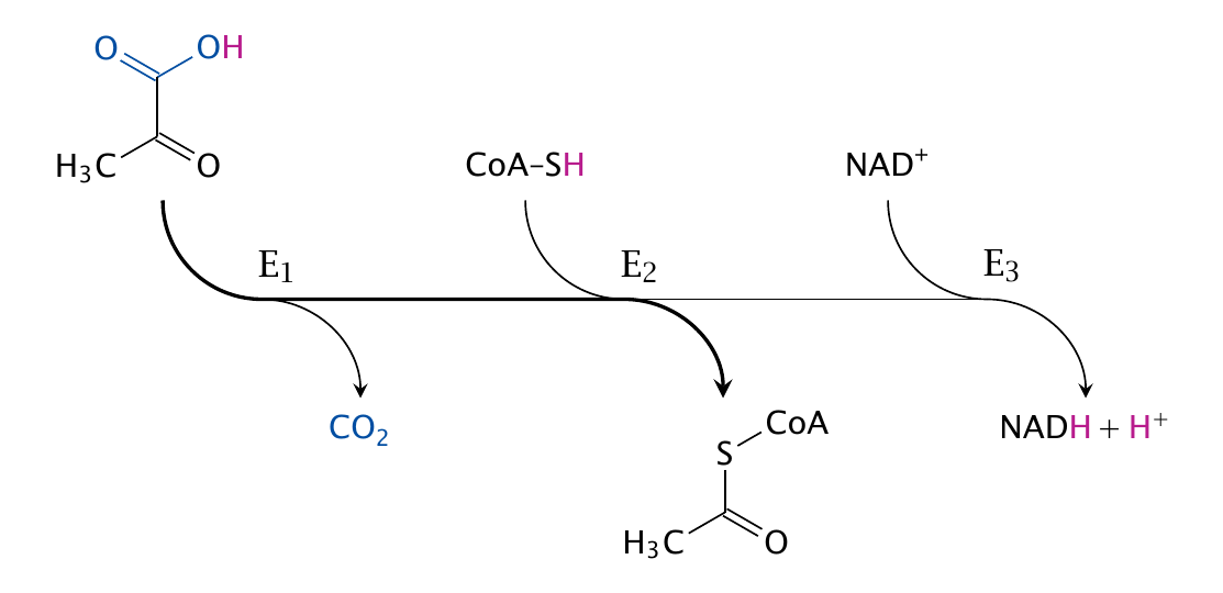 metabolism-lecture-notes