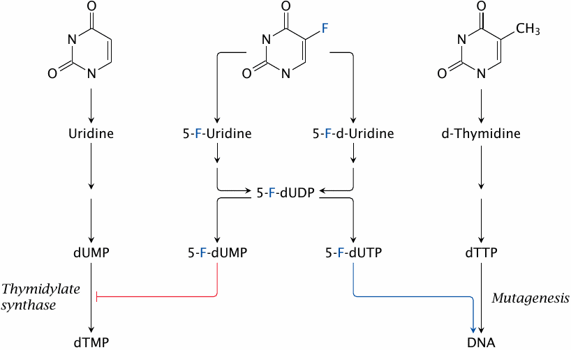 Dual action mode of 5-fluorouracil