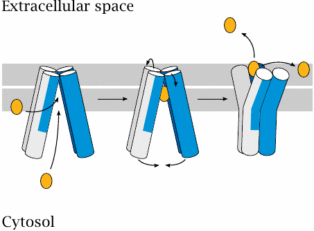 The functional cycle of ABC transporters