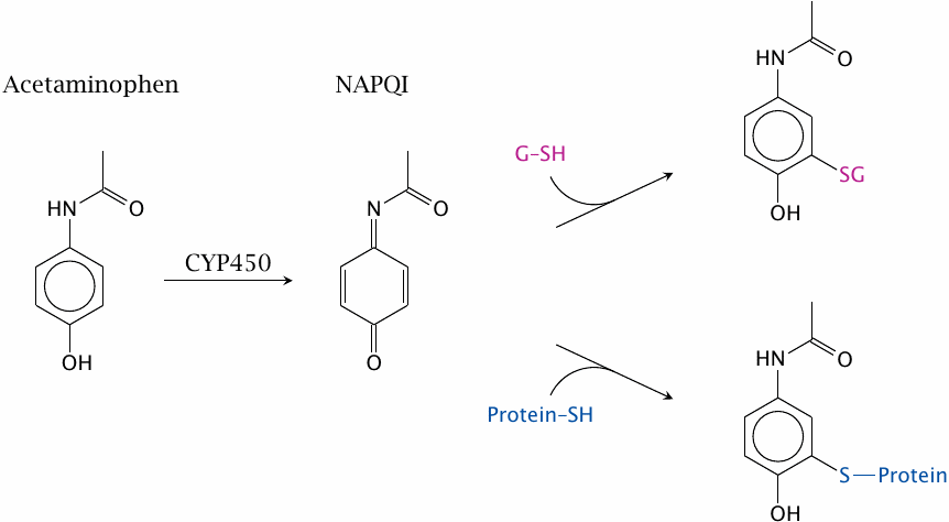 Hepatic metabolism of acetaminophen