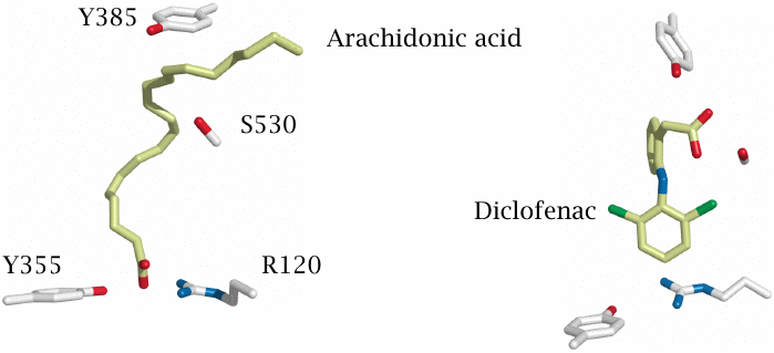 Conformation of arachidonic acid and of diclofenac in the active site