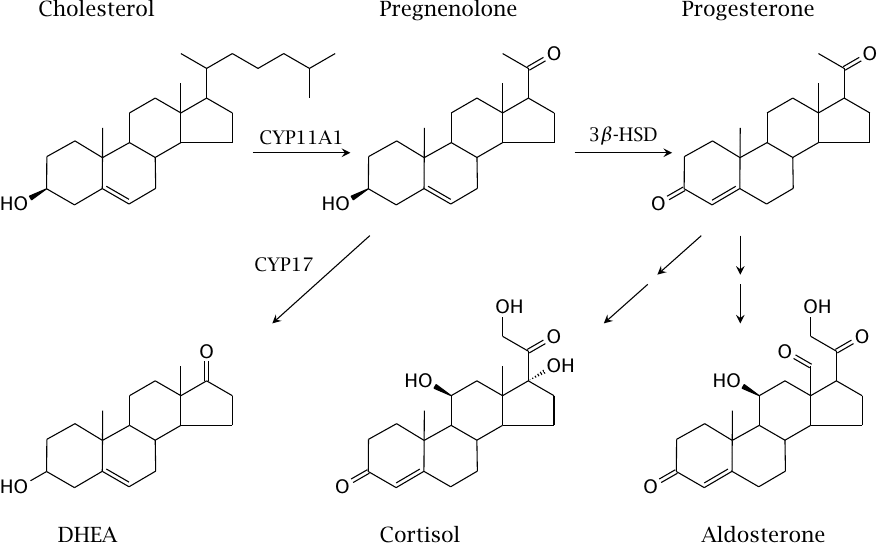 Synthesis of adrenal steroids