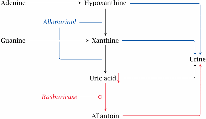 Complementary effects of allopurinol and “rasburicase”