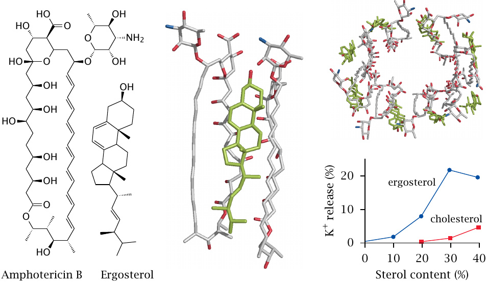 Structure and action mode of amphotericin B