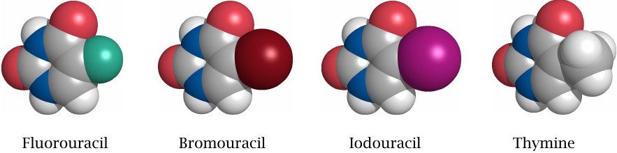 Thymine and various halogen analogues