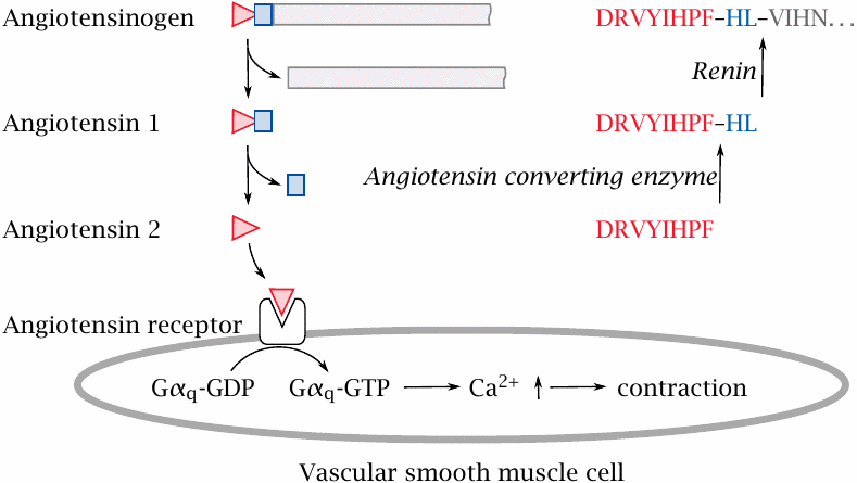 Angiotensin: Proteolytic release from angiotensinogen, and mode of
                    action