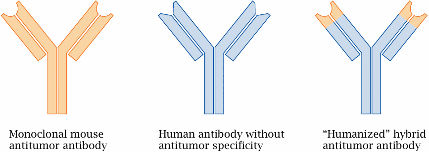 Humanized antibodies