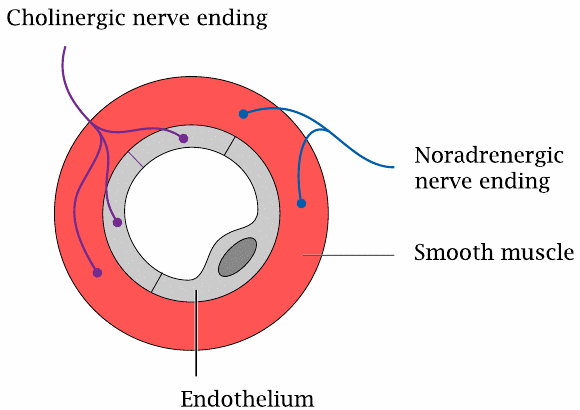 Cholinergic and adrenergic nerve endings in a blood vessel wall