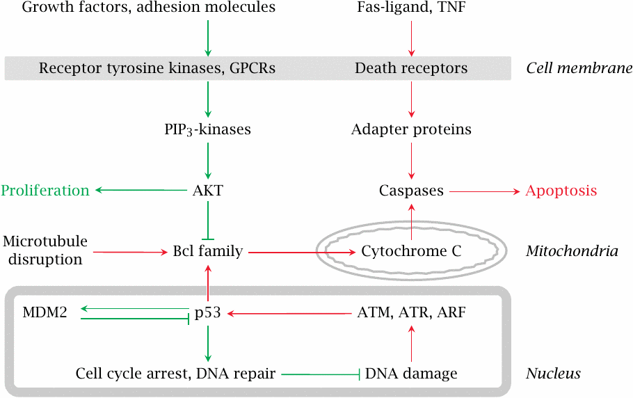 Cellular pathways that control proliferation and apoptosis