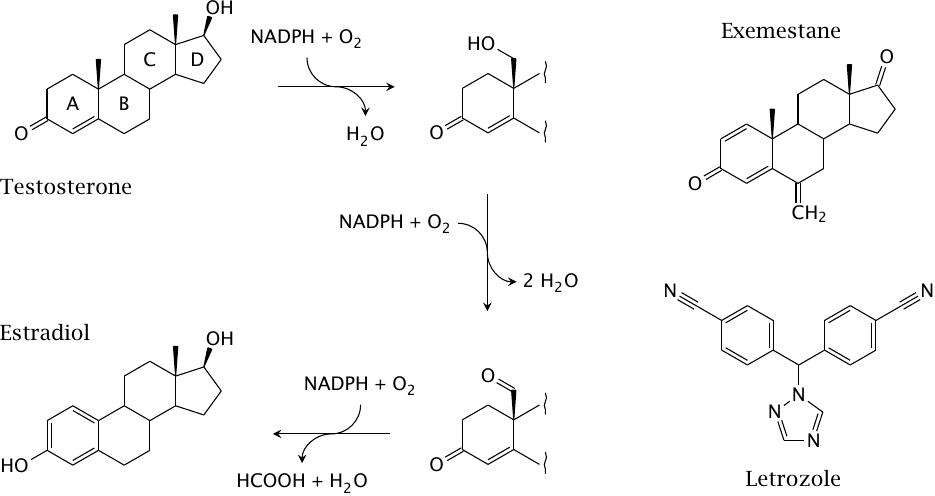 Aromatase and two of its inhibitors