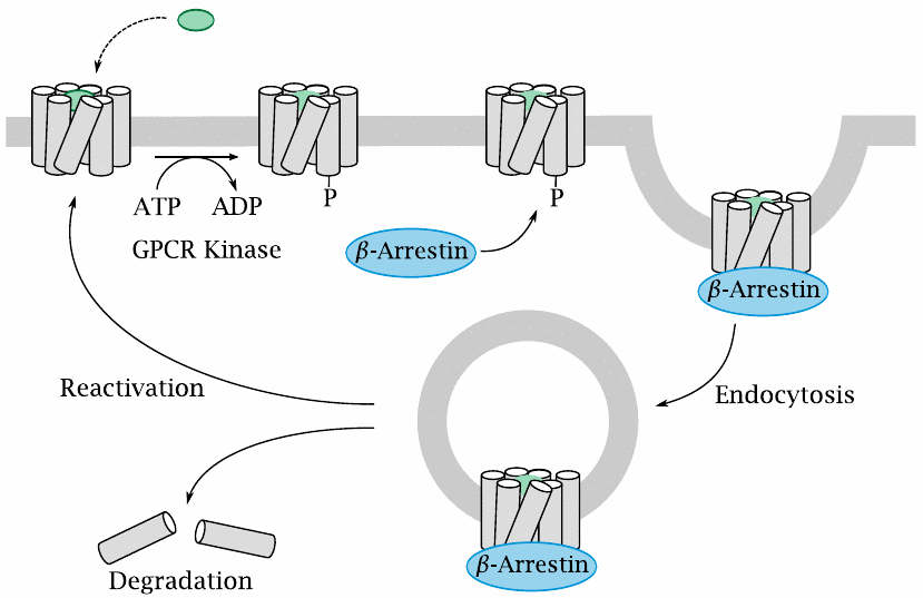 GPCR deactivation by phosphorylation and endocytosis