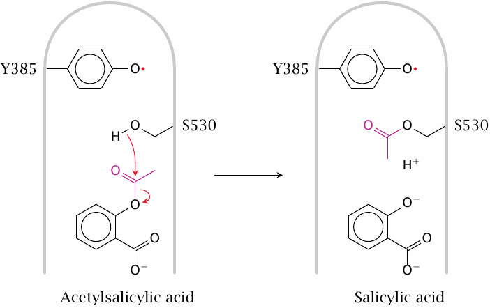 Acetylsalicylic acid is a covalent Cox inhibitor