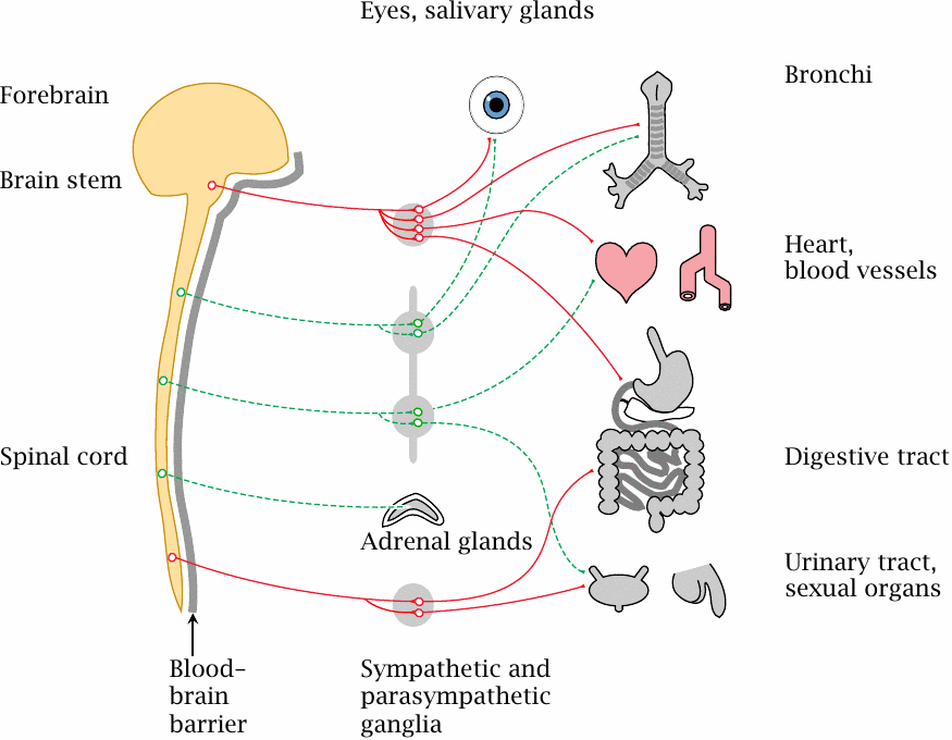 Organization of the autonomic nervous system