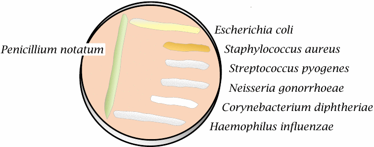 Not all bacteria are susceptible to penicillin