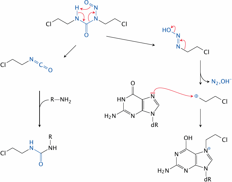 BCNU decay and adduct formation