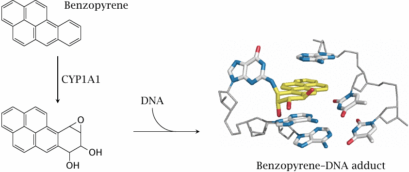 Epoxides of aromatic hydrocarbons can intercalate and covalently react
                    with DNA