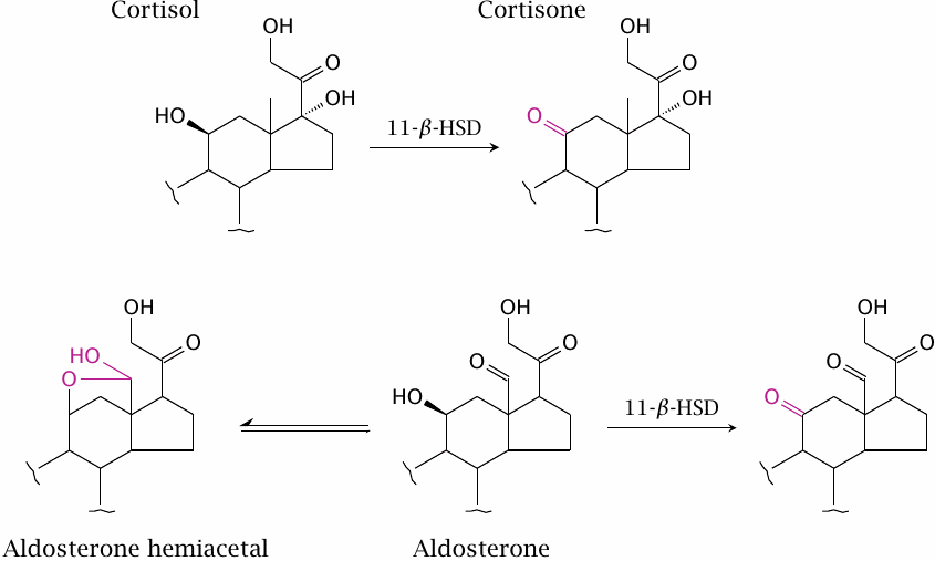 11-β-Hydroxysteroid dehydrogenase prevents non-specific
                    mineralocorticoid receptor activation by cortisol