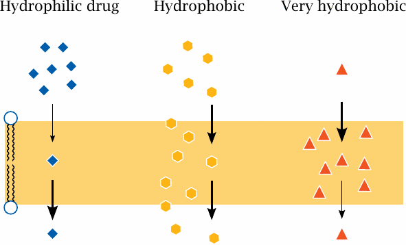The polarity of drug molecules affects their rate of diffusion across
                    lipid bilayers