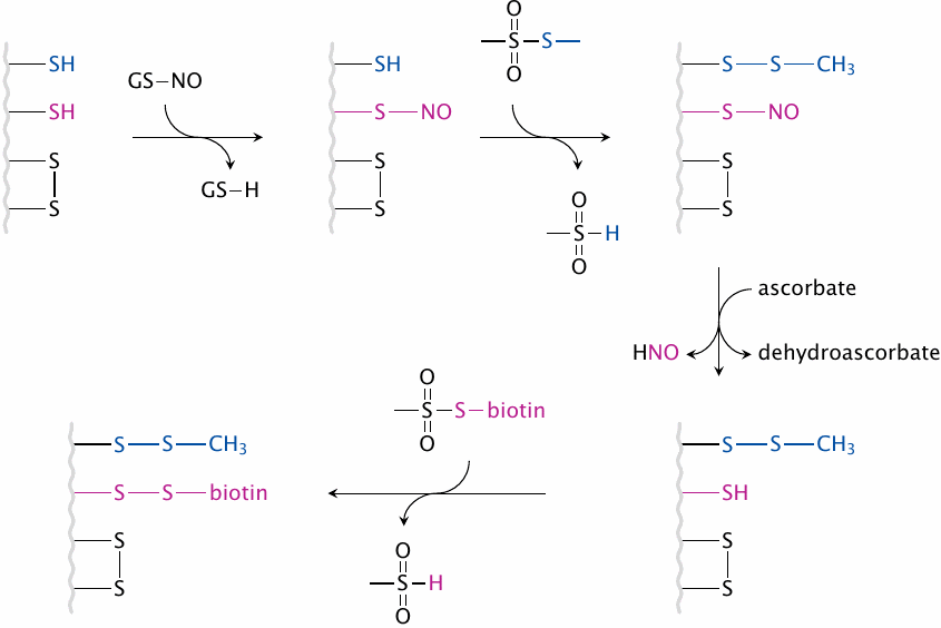 Identification of cysteines affected by S-nitrosylation: The biotin
                    switch method