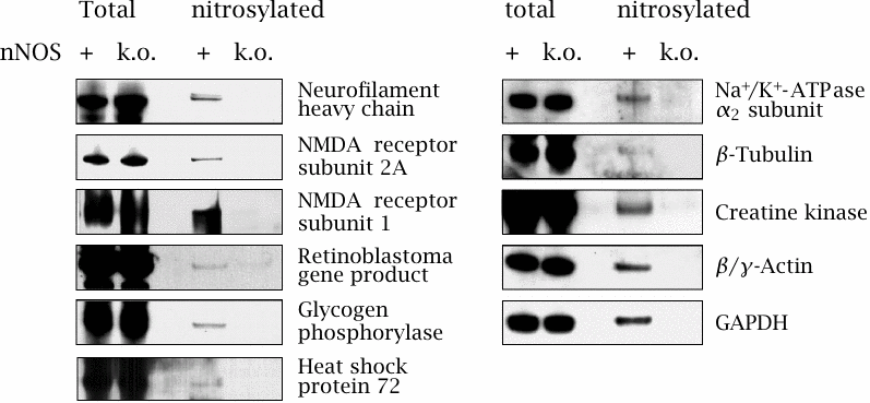 Identification of proteins subject to nNOS-dependent S-nitrosylation