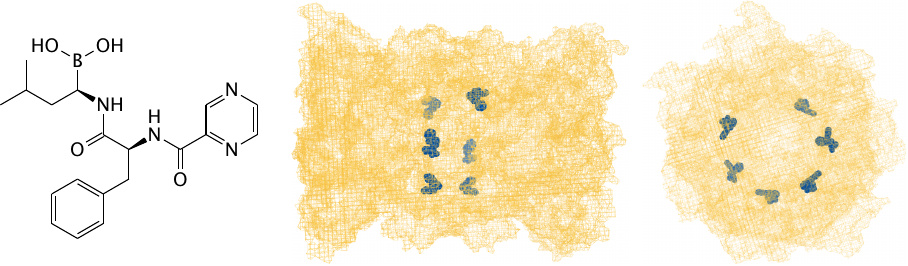 Bortezomib inhibits the proteasome