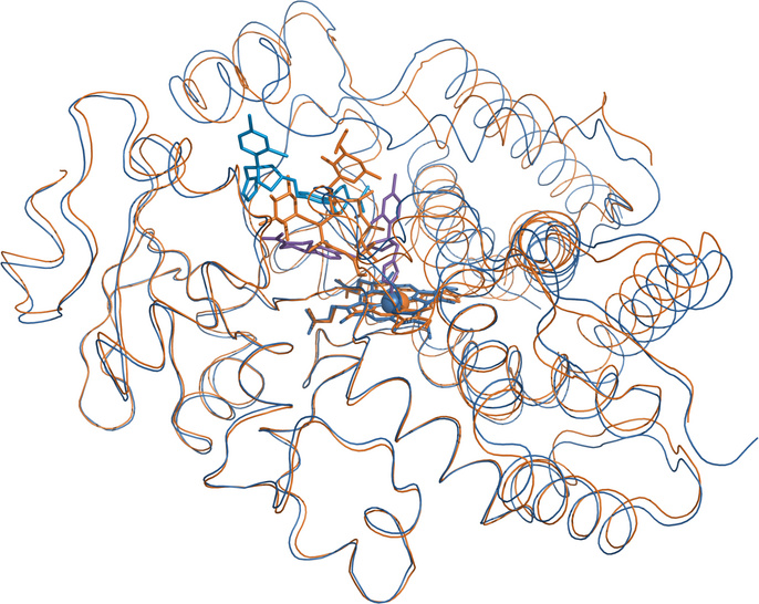 Superposition of the erythromycin- and the ketoconazole-bound CYP3A4
                    structures