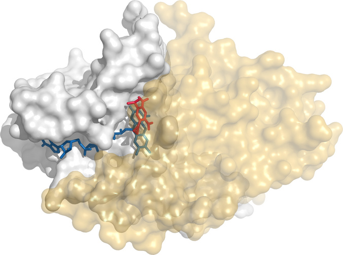 The anticancer prodrug CB1954 bound to quinone reductase 2