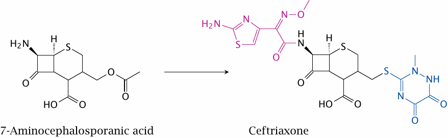 Semisynthesis of cephalosporins