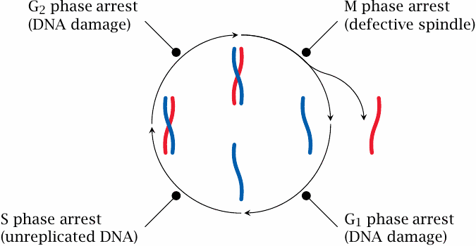 The cell cycle and its checkpoints