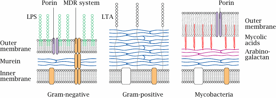 Bacterial cell wall structure