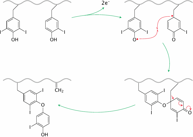 Coupling of two iodinated tyrosine side chains