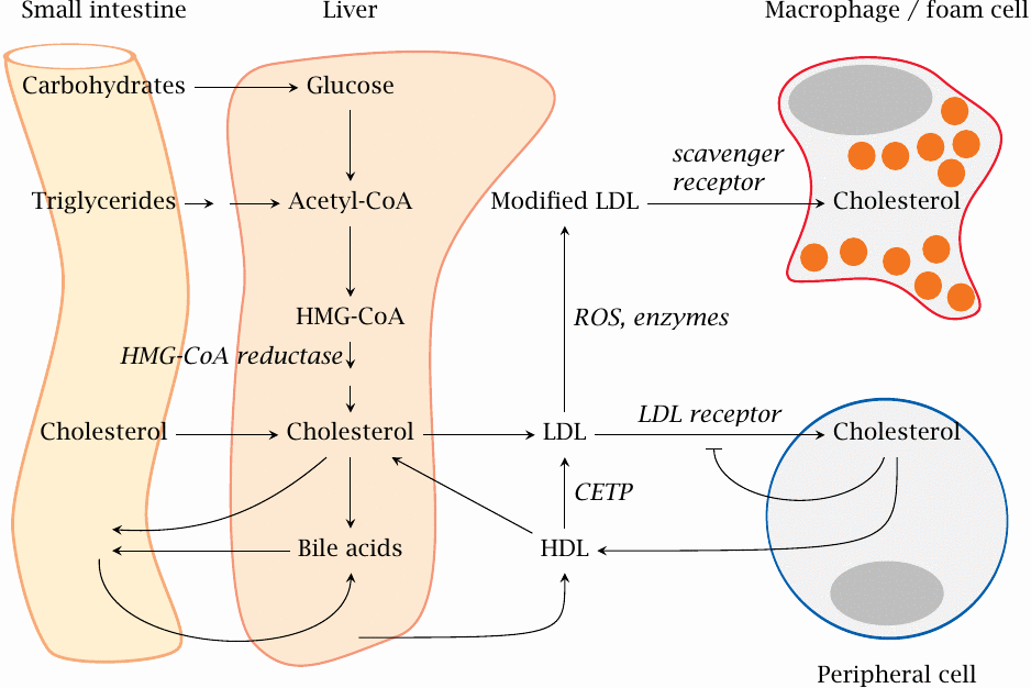 Transport and metabolism of cholesterol