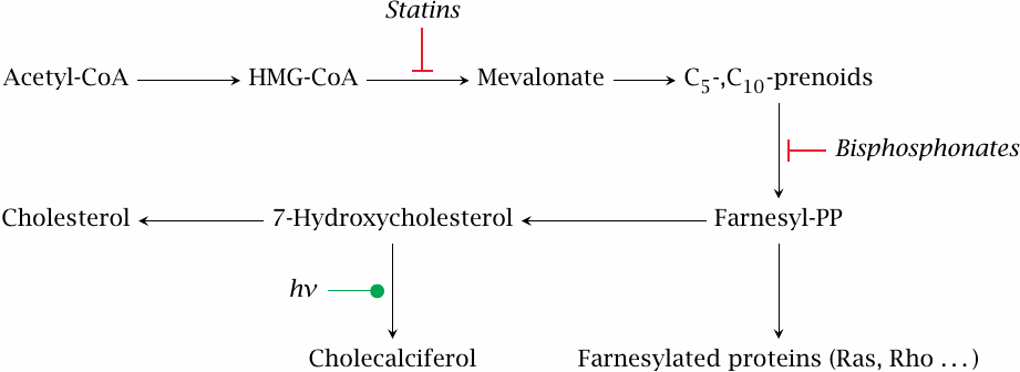 Sites of action of statins and bisphosphonates