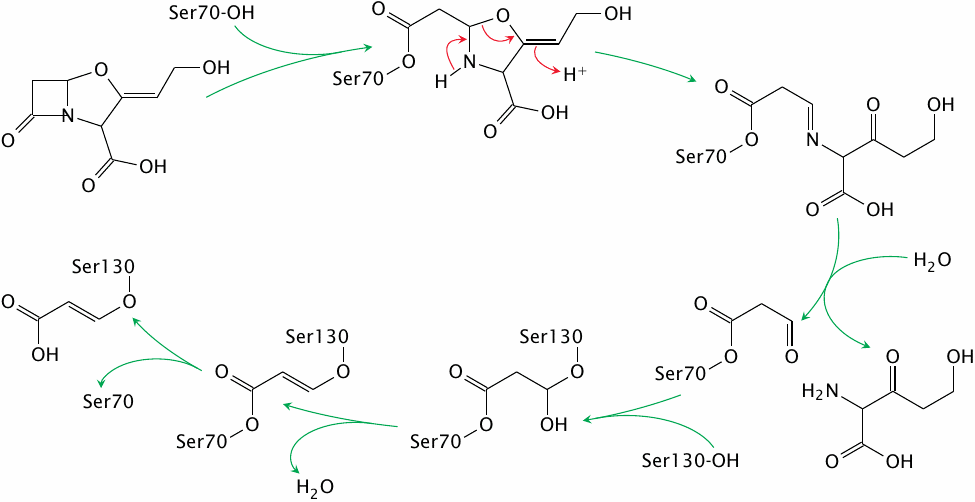 Inactivation of SHV-1 β-lactamase by clavulanic acid