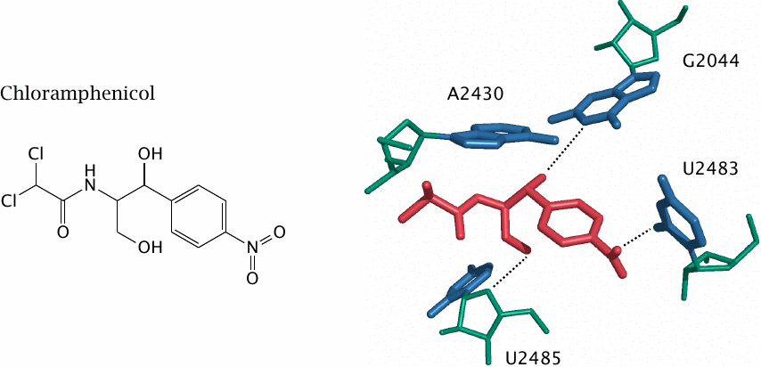 Interactions of chloramphenicol with RNA in the peptidyl transferase
                    site of the ribosome