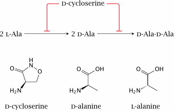 Cycloserine inhibits alanine racemase and d-alanine ligase