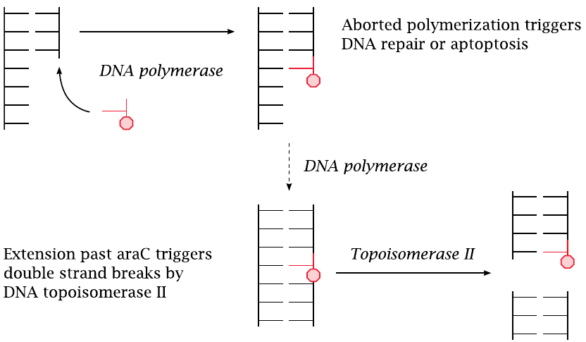 Action mode of araCTP